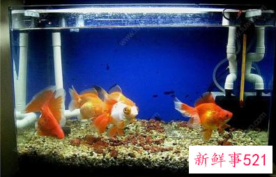 养金鱼也能养出好风水