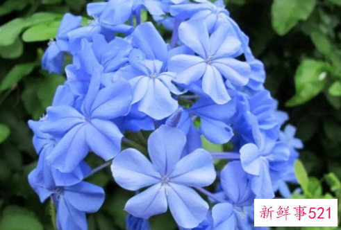 天气越热长得越好的耐高温植物