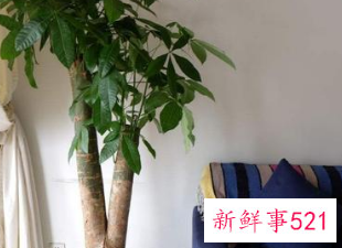 客厅宜养什么植物旺财