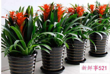 办公室大型植物的摆放有哪些风水禁忌