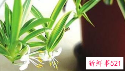 客厅宜养什么植物旺财