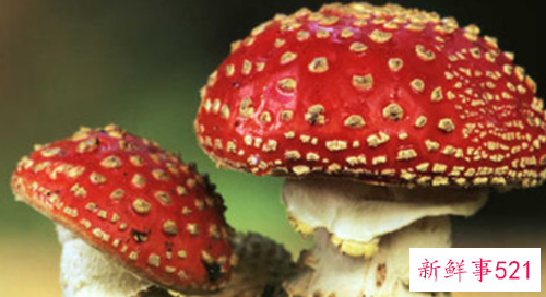 世界上最毒的十种蘑菇