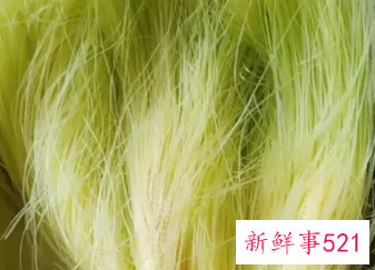 玉米须有减肥作用吗