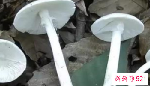 世界上最毒的十种蘑菇