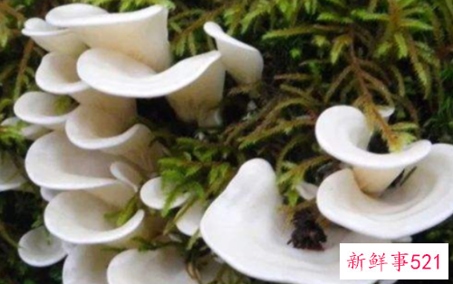 世界上最毒的十种蘑菇