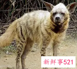 梦见土狼好不好