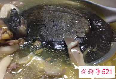 孕妇能吃甲鱼吗