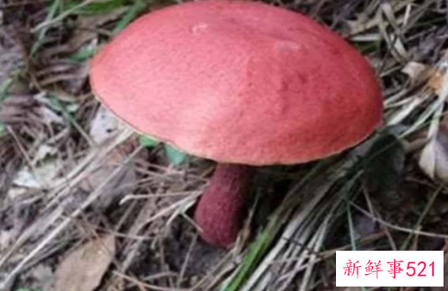 世界上最毒的十种蘑菇