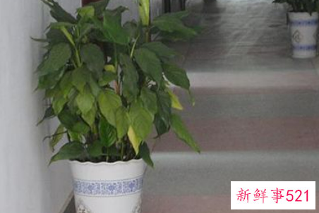 办公室大型植物的摆放有哪些风水禁忌