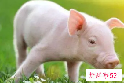 个人杀年猪违法吗