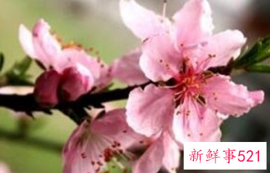 吉利好运花图片大全