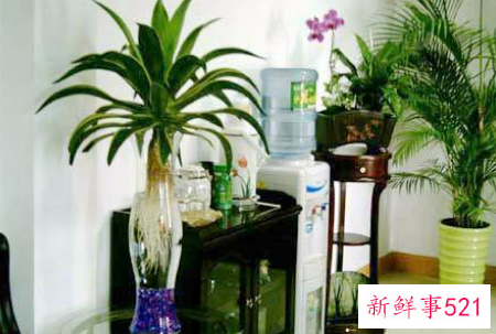 办公室大型植物的摆放有哪些风水禁忌