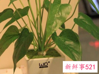 客厅宜养什么植物旺财