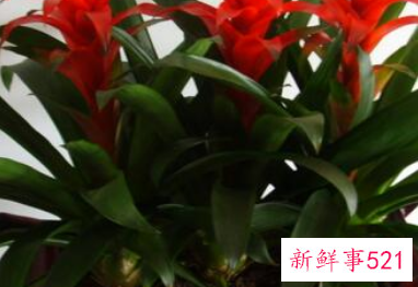 客厅宜养什么植物旺财