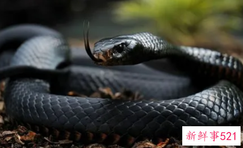 孕妇梦见黑色的小蛇是什么意思