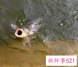 钓鱼用几米的竿最合适