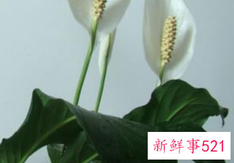 客厅宜养什么植物旺财