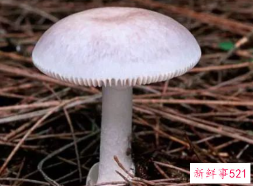 世界上最毒的十种蘑菇