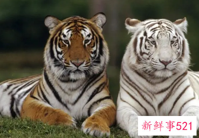 梦见四只老虎是什么意思