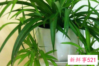 客厅宜养什么植物旺财