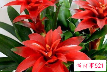 吉利好运花图片大全