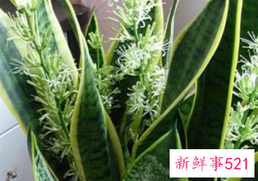 客厅宜养什么植物旺财