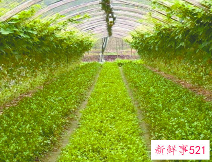 大学生创业农业方面