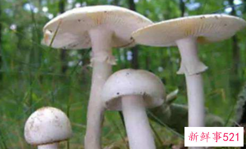 世界上最毒的十种蘑菇