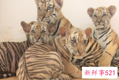 梦见四只老虎是什么意思