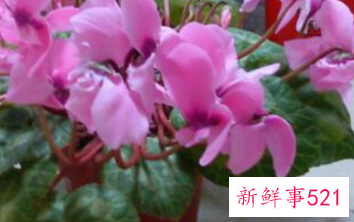 客厅宜养什么植物旺财