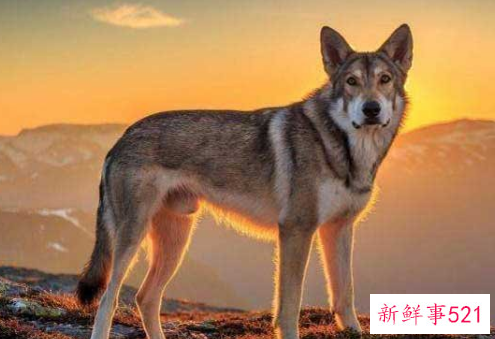 梦见打死狼是什么先兆