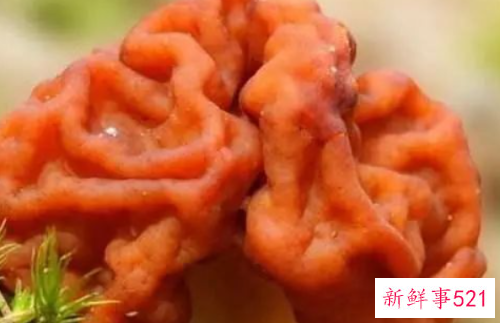 世界上最毒的十种蘑菇