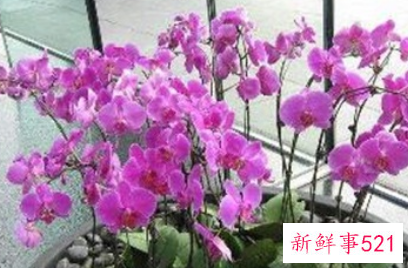 吉利好运花图片大全