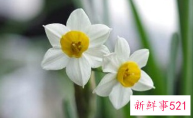 吉利好运花图片大全