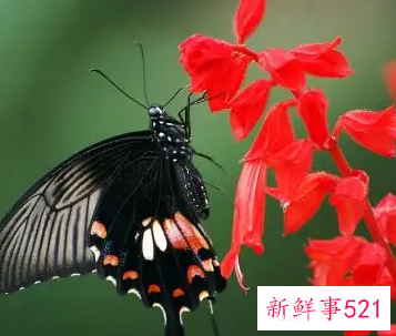 梦见蝴蝶在芍药花从里飞舞什么意思