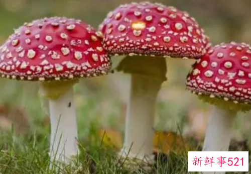 世界上最毒的十种蘑菇