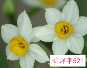 吉利好运花图片大全