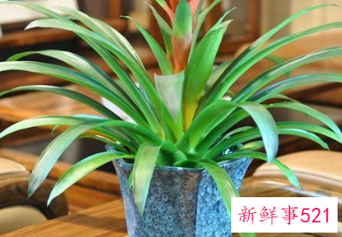 客厅宜养什么植物旺财