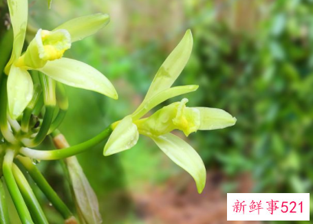 铜皮石斛怎么养