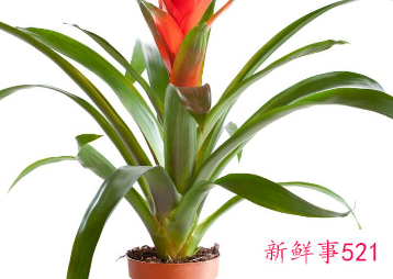 吉利好运花图片大全