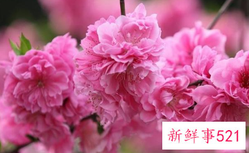 吉利好运花图片大全