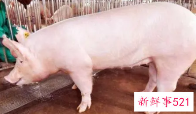 个人杀年猪违法吗