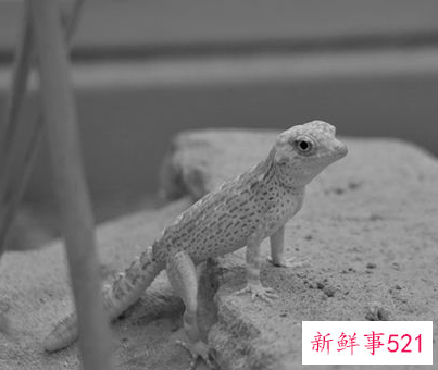 孕妇梦见壁虎是什么意思