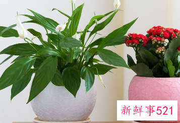 客厅宜养什么植物旺财