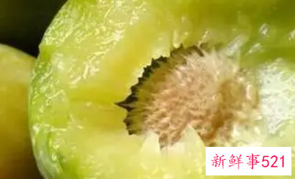 未熟透的李子能吃吗