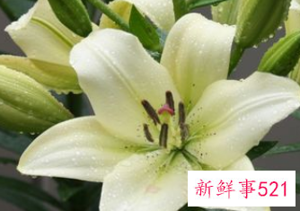 吉利好运花图片大全