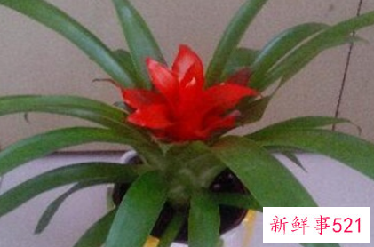 吉利好运花图片大全