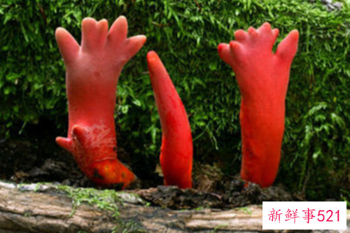 世界上最毒的十种蘑菇