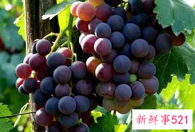 葡萄是热性还是凉性水果