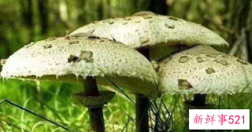世界上最毒的十种蘑菇